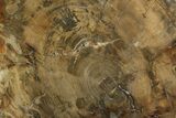 Petrified Wood (Araucaria) Round - Madagascar #170386-1